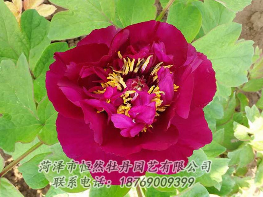 點(diǎn)擊查看詳細(xì)信息<br>標(biāo)題：紅色牡丹 閱讀次數(shù)：1854