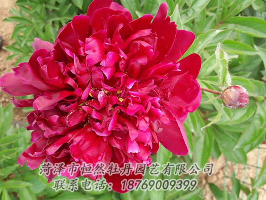 點(diǎn)擊查看詳細(xì)信息<br>標(biāo)題：紅色芍藥 閱讀次數(shù)：1013