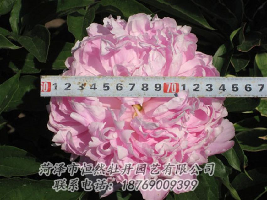 點擊查看詳細(xì)信息<br>標(biāo)題：桃面爭春 閱讀次數(shù)：1173