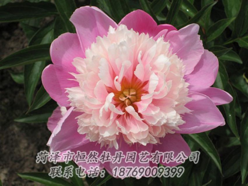 點(diǎn)擊查看詳細(xì)信息<br>標(biāo)題：蓮花臺(tái) 閱讀次數(shù)：2020