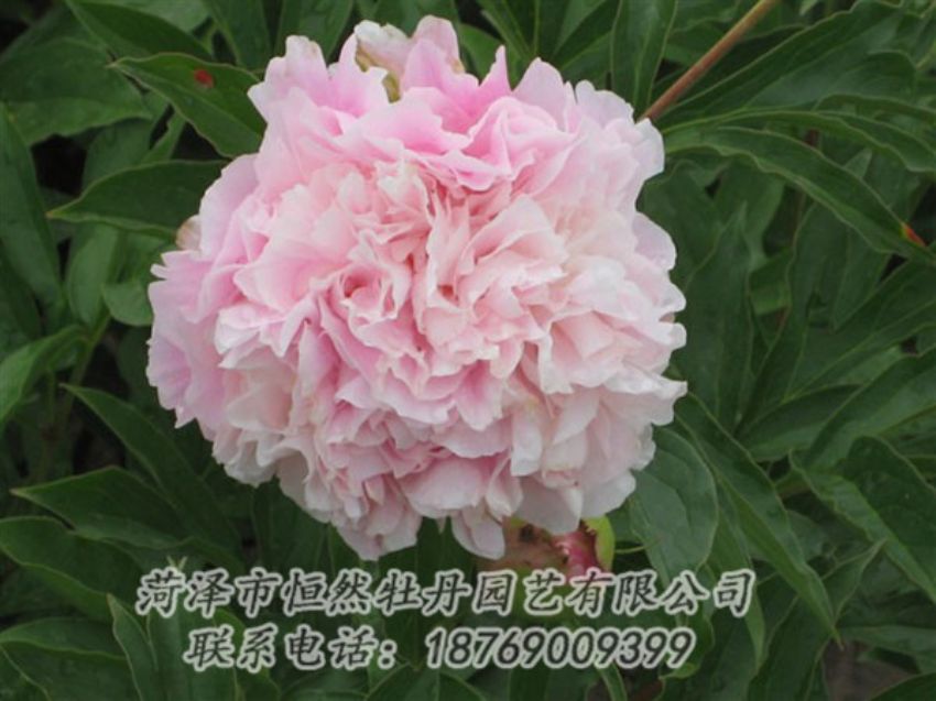 點(diǎn)擊查看詳細(xì)信息<br>標(biāo)題：粉面桃花 閱讀次數(shù)：1250