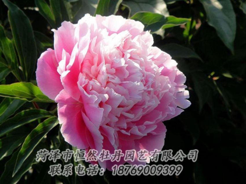 點(diǎn)擊查看詳細(xì)信息<br>標(biāo)題：粉色芍藥 閱讀次數(shù)：2043