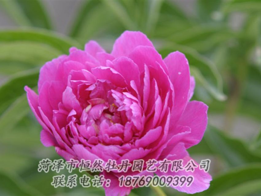 點(diǎn)擊查看詳細(xì)信息<br>標(biāo)題：紅茶花 閱讀次數(shù)：978