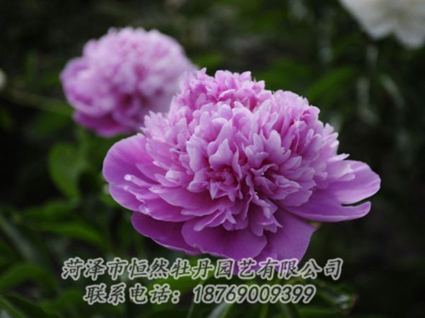 點(diǎn)擊查看詳細(xì)信息<br>標(biāo)題：紫色芍藥 閱讀次數(shù)：2047