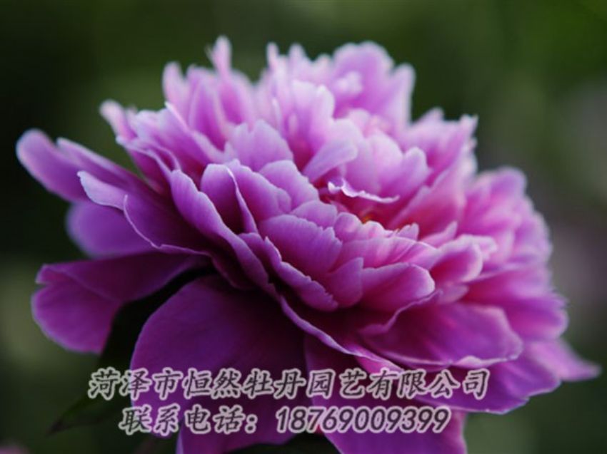 點(diǎn)擊查看詳細(xì)信息<br>標(biāo)題：紫色芍藥 閱讀次數(shù)：2043