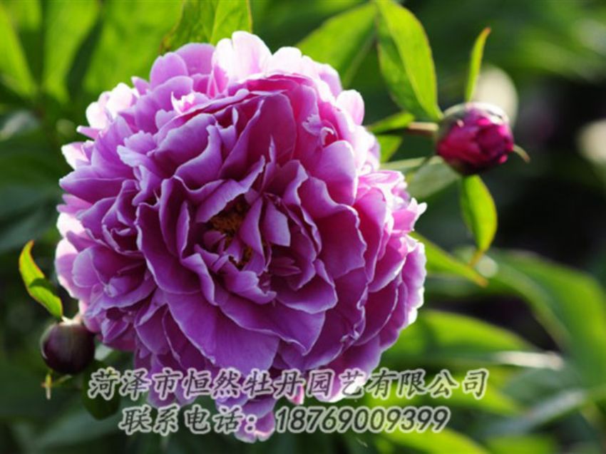 點擊查看詳細信息<br>標題：紫色芍藥 閱讀次數(shù)：1196