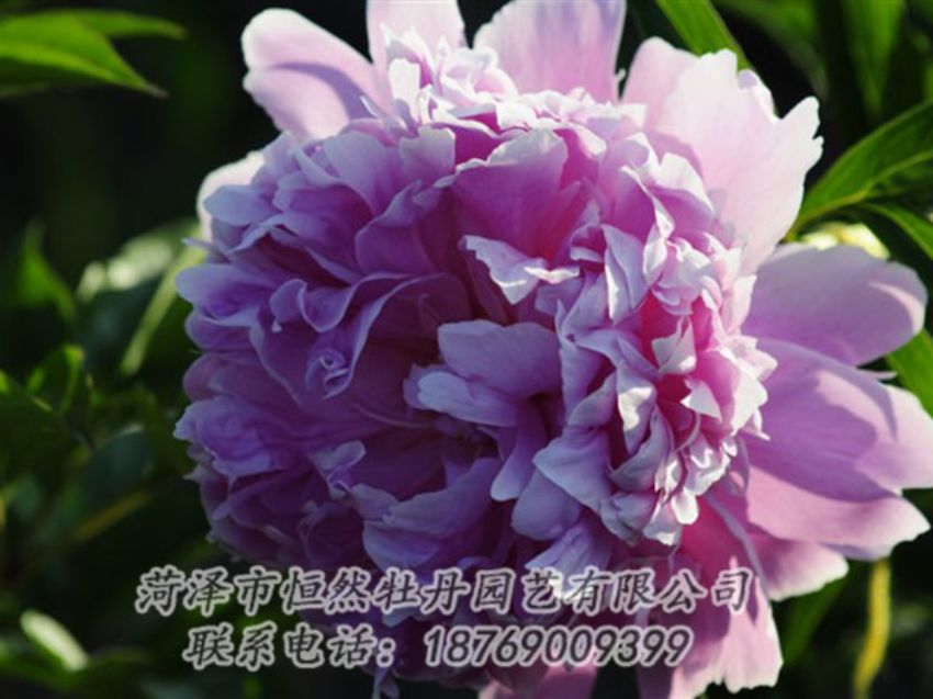 點擊查看詳細信息<br>標題：藍菊 閱讀次數(shù)：1182