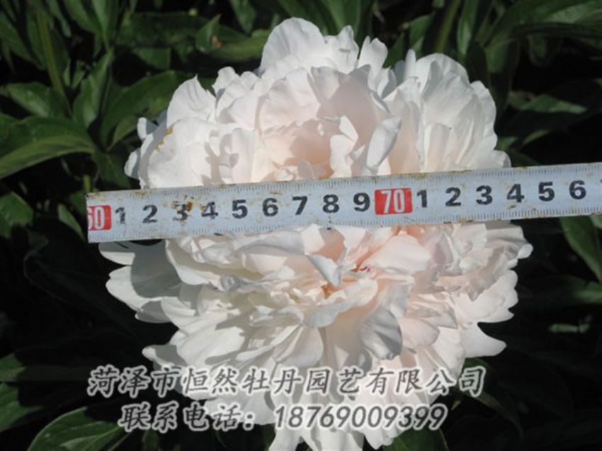 點(diǎn)擊查看詳細(xì)信息<br>標(biāo)題：雪峰 閱讀次數(shù)：1069