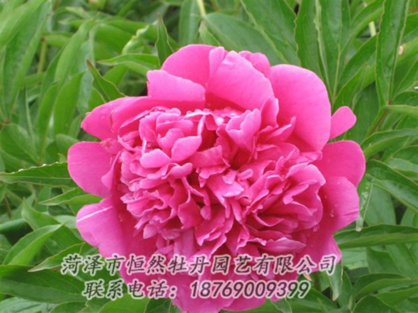 點(diǎn)擊查看詳細(xì)信息<br>標(biāo)題：永生紅 閱讀次數(shù)：993