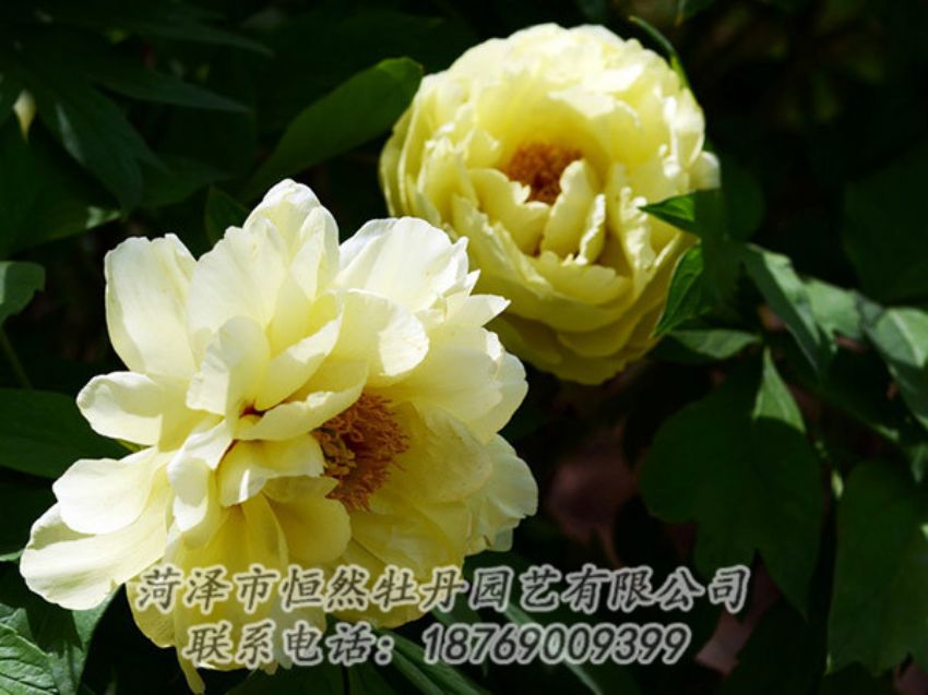 點(diǎn)擊查看詳細(xì)信息<br>標(biāo)題：黃色芍藥 閱讀次數(shù)：1158