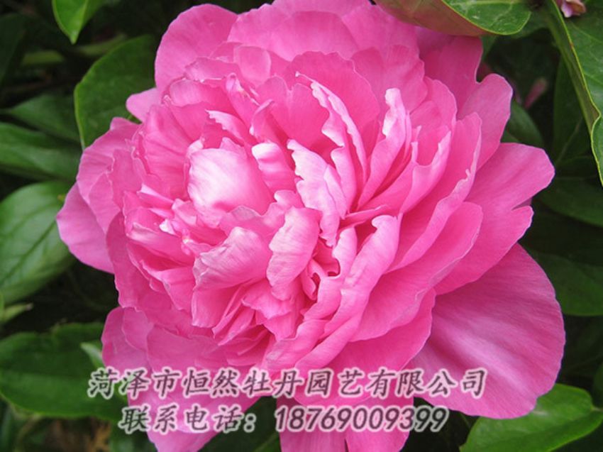 點(diǎn)擊查看詳細(xì)信息<br>標(biāo)題：紅色芍藥 閱讀次數(shù)：1020