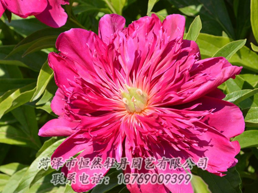 點(diǎn)擊查看詳細(xì)信息<br>標(biāo)題：紅色芍藥 閱讀次數(shù)：1066