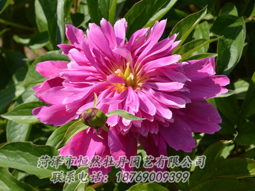 點(diǎn)擊查看詳細(xì)信息<br>標(biāo)題：紅色芍藥 閱讀次數(shù)：1096