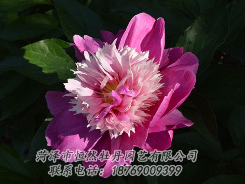 點(diǎn)擊查看詳細(xì)信息<br>標(biāo)題：紅色芍藥 閱讀次數(shù)：1176