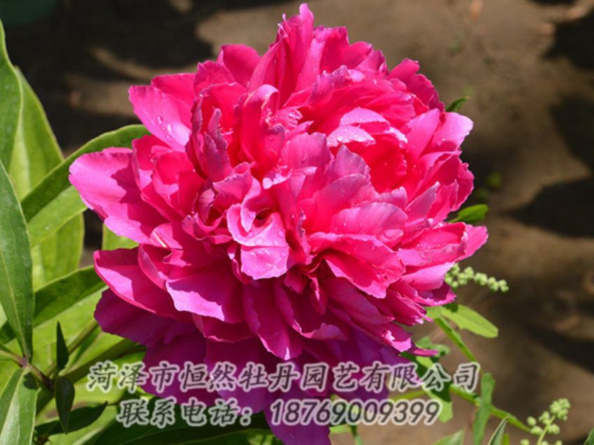 點(diǎn)擊查看詳細(xì)信息<br>標(biāo)題：紅色芍藥 閱讀次數(shù)：1078