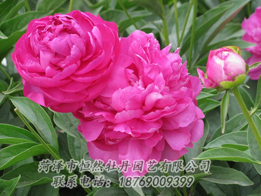 點(diǎn)擊查看詳細(xì)信息<br>標(biāo)題：紅色芍藥 閱讀次數(shù)：1114