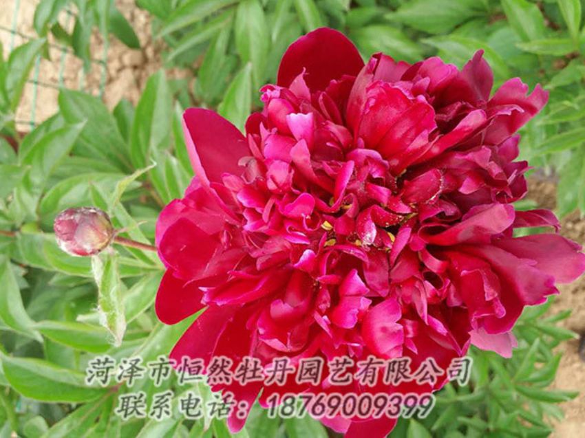 點(diǎn)擊查看詳細(xì)信息<br>標(biāo)題：紅色芍藥 閱讀次數(shù)：1124