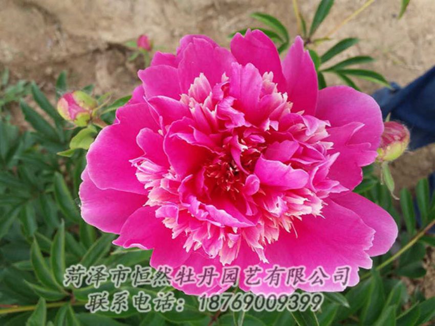 點(diǎn)擊查看詳細(xì)信息<br>標(biāo)題：紅色芍藥 閱讀次數(shù)：1155