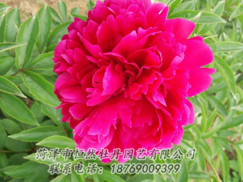 點(diǎn)擊查看詳細(xì)信息<br>標(biāo)題：紅色芍藥 閱讀次數(shù)：1190