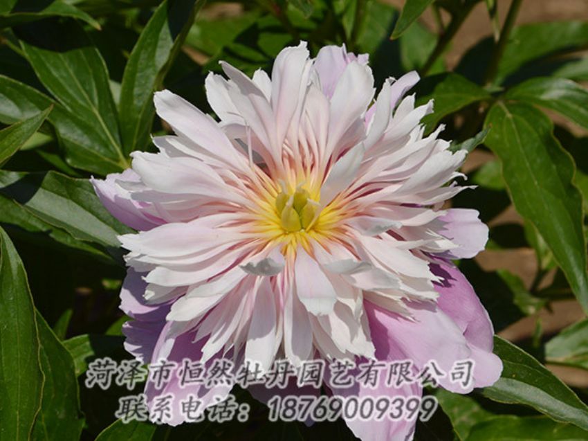 點(diǎn)擊查看詳細(xì)信息<br>標(biāo)題：粉色芍藥 閱讀次數(shù)：1240