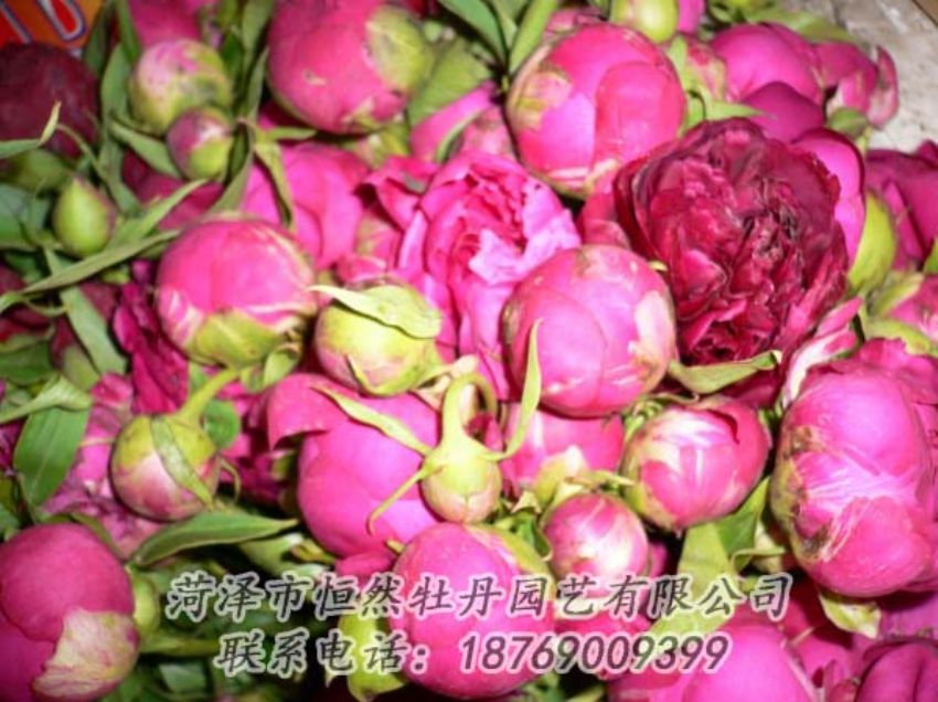 點擊查看詳細信息<br>標題：芍藥切花 閱讀次數(shù)：1945