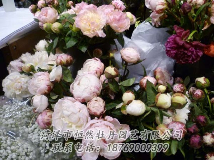 點(diǎn)擊查看詳細(xì)信息<br>標(biāo)題：芍藥切花 閱讀次數(shù)：2117