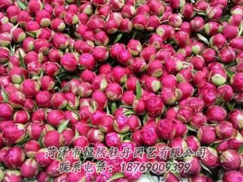 點(diǎn)擊查看詳細(xì)信息<br>標(biāo)題：芍藥切花 閱讀次數(shù)：2168