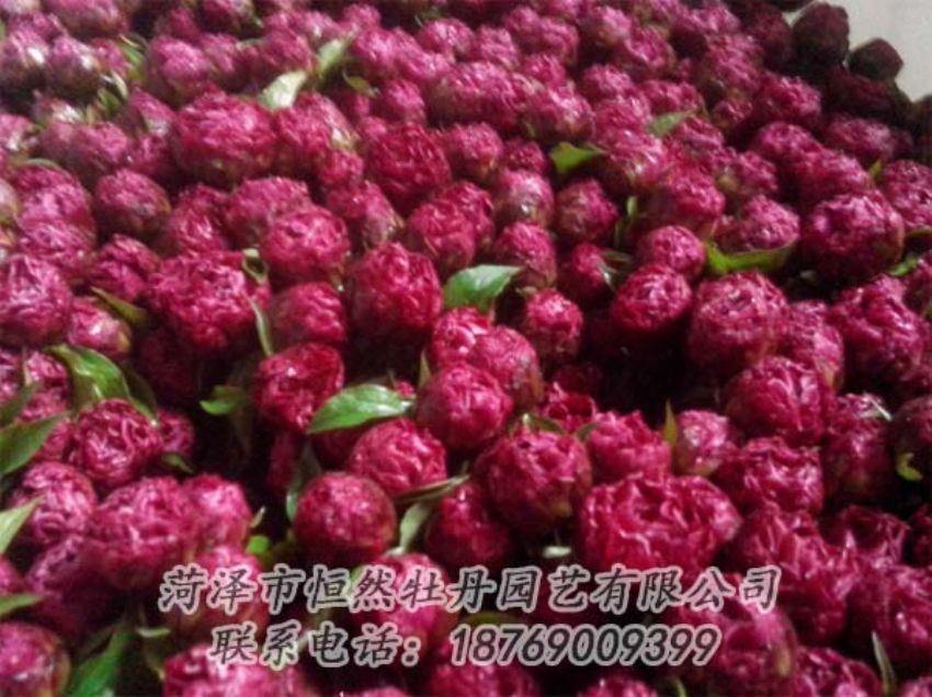 點(diǎn)擊查看詳細(xì)信息<br>標(biāo)題：芍藥切花 閱讀次數(shù)：1997