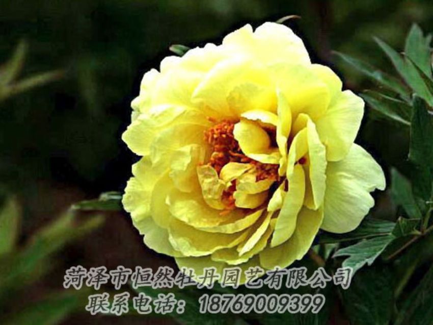 點(diǎn)擊查看詳細(xì)信息<br>標(biāo)題：黃色牡丹 閱讀次數(shù)：1877