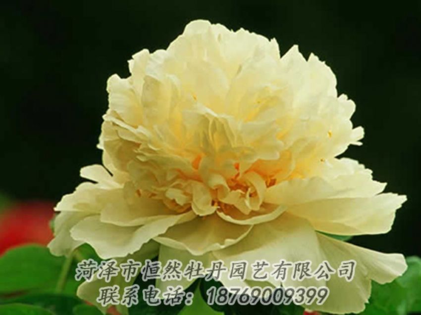 點(diǎn)擊查看詳細(xì)信息<br>標(biāo)題：黃色牡丹 閱讀次數(shù)：1922