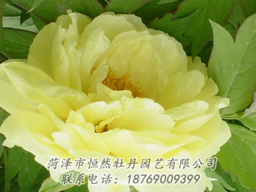 點(diǎn)擊查看詳細(xì)信息<br>標(biāo)題：黃色牡丹 閱讀次數(shù)：1957