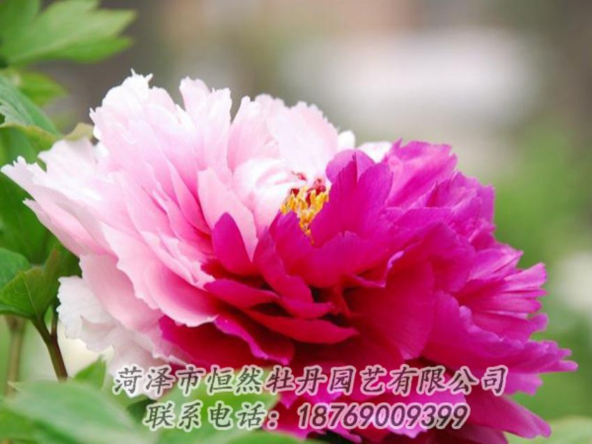 點(diǎn)擊查看詳細(xì)信息<br>標(biāo)題：花二喬 閱讀次數(shù)：1992