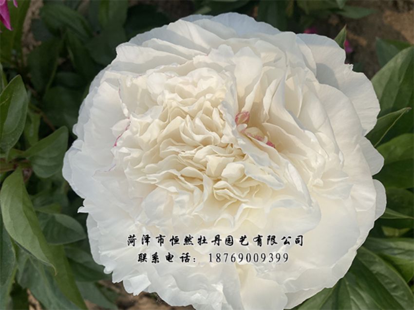 點擊查看詳細信息<br>標題：進口芍藥 閱讀次數(shù)：413