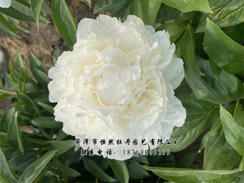 點擊查看詳細信息<br>標題：進口芍藥 閱讀次數(shù)：393