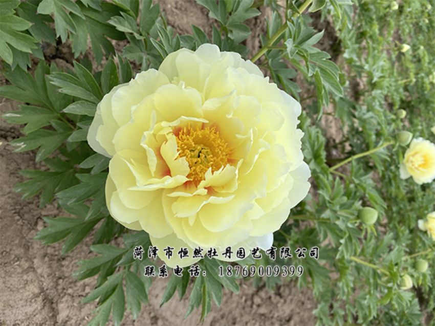 點(diǎn)擊查看詳細(xì)信息<br>標(biāo)題：進(jìn)口芍藥 閱讀次數(shù)：374