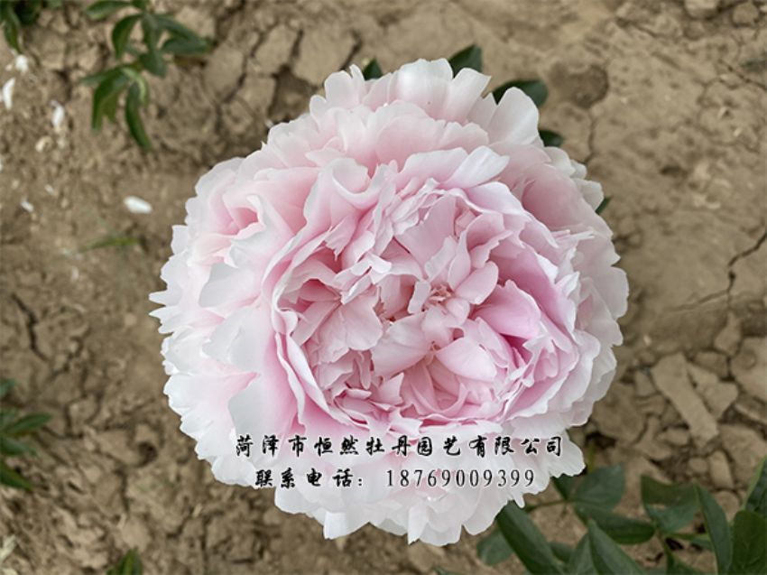 點(diǎn)擊查看詳細(xì)信息<br>標(biāo)題：進(jìn)口芍藥 閱讀次數(shù)：388