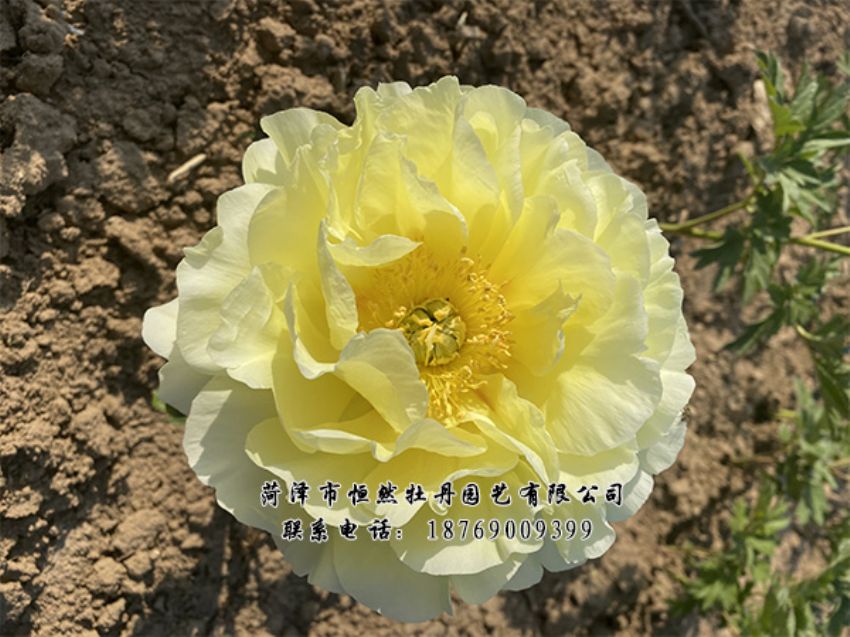 點(diǎn)擊查看詳細(xì)信息<br>標(biāo)題：進(jìn)口芍藥 閱讀次數(shù)：382